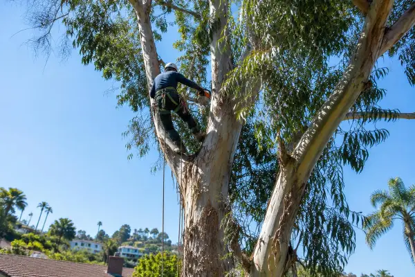 Arborist in a harness trimming a tall eucalyptus tree